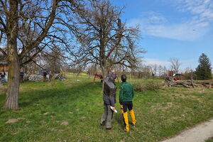 Workshop Altbirnbaum-Schnitt, 23.03.2026, Anthering, Salzburg