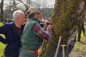 Workshop Altbirnbaum-Schnitt, 23.03.2026, Anthering, Salzburg